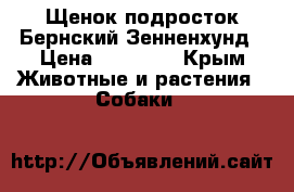 Щенок подросток Бернский Зенненхунд › Цена ­ 19 999 - Крым Животные и растения » Собаки   